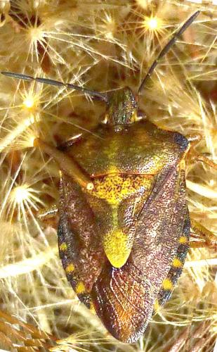 Carpocoris purpureipennis